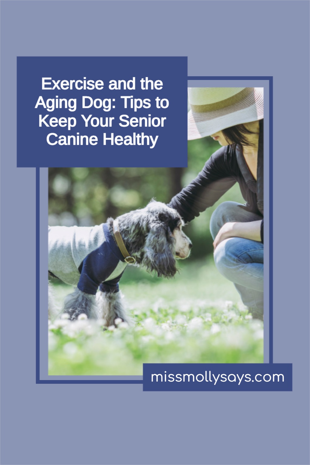 Exercise and the Aging Dog Keep Your Senior Canine Healthy