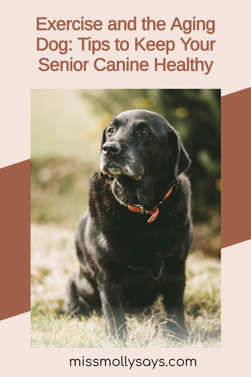 Exercise and the Aging Dog Keep Your Senior Canine Healthy