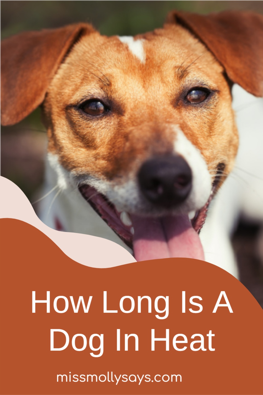 How Long Is A Dog In Heat Miss Molly Says