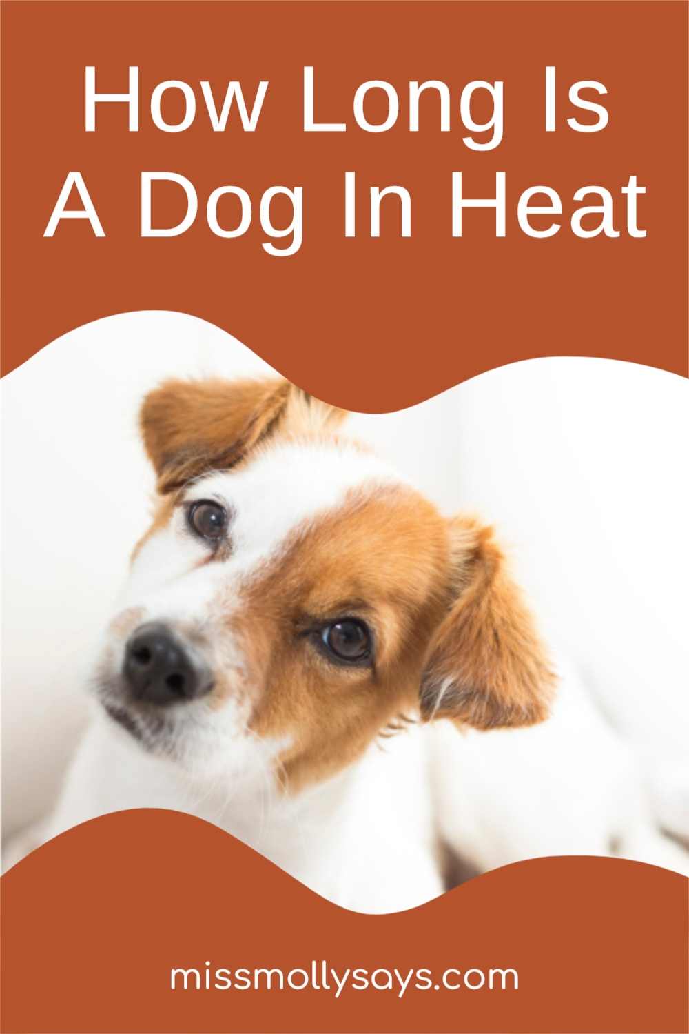 How Long Is A Dog In Heat Miss Molly Says