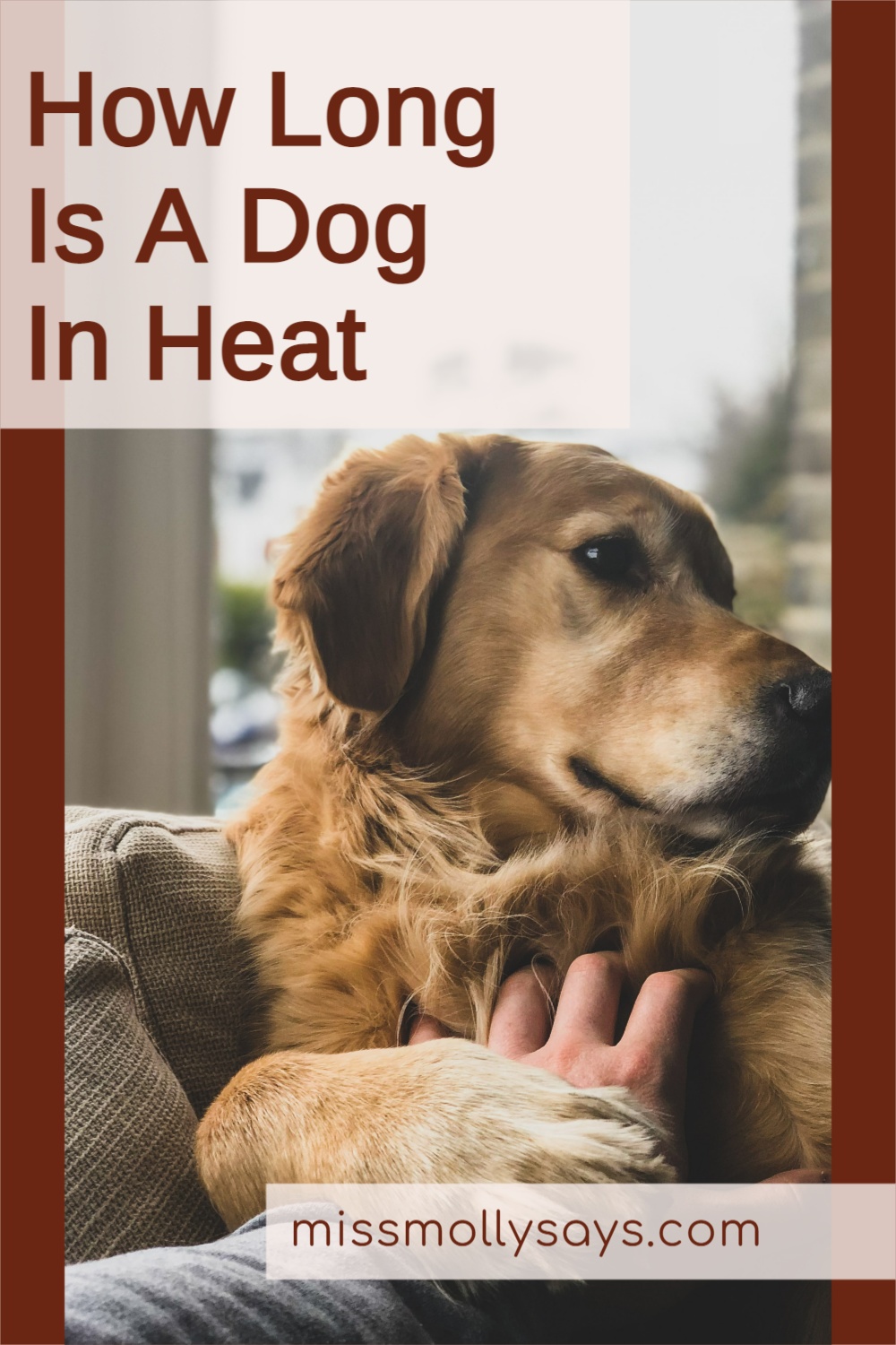 How Long Is A Dog In Heat Miss Molly Says