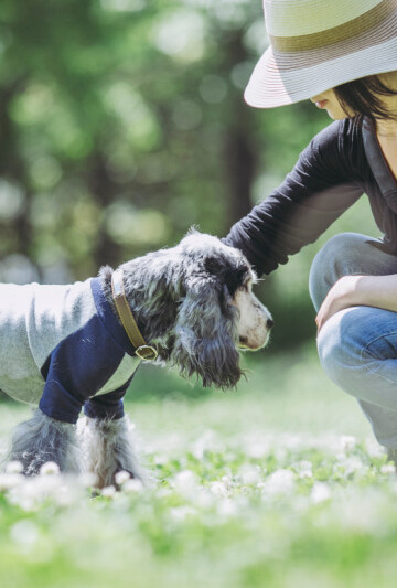 Senior small dog wearing a gray and white vest with owner in the grass