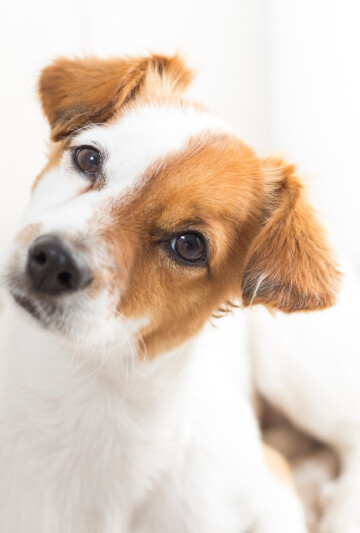 Small brown and white dog looking forward