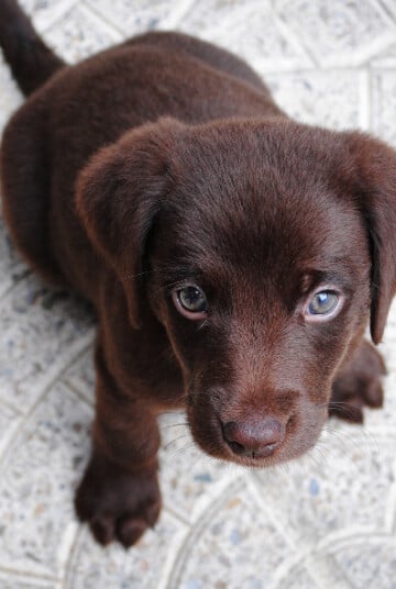 Small brown puppy looking up