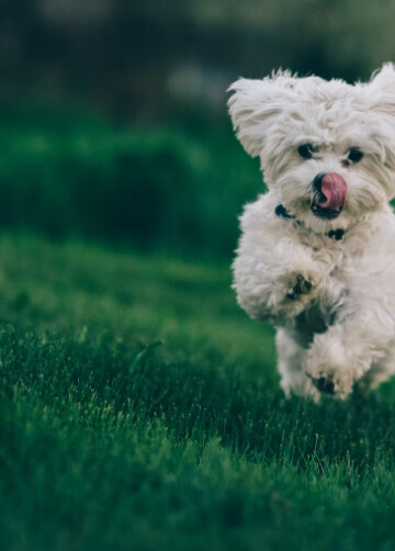 Small white dog running on a grassy lawn
