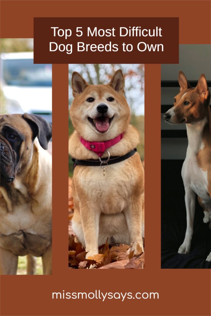 Top 5 Most Difficult Dog Breeds to Own (and Why)
