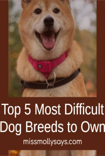 Top 5 Most Difficult Dog Breeds to Own