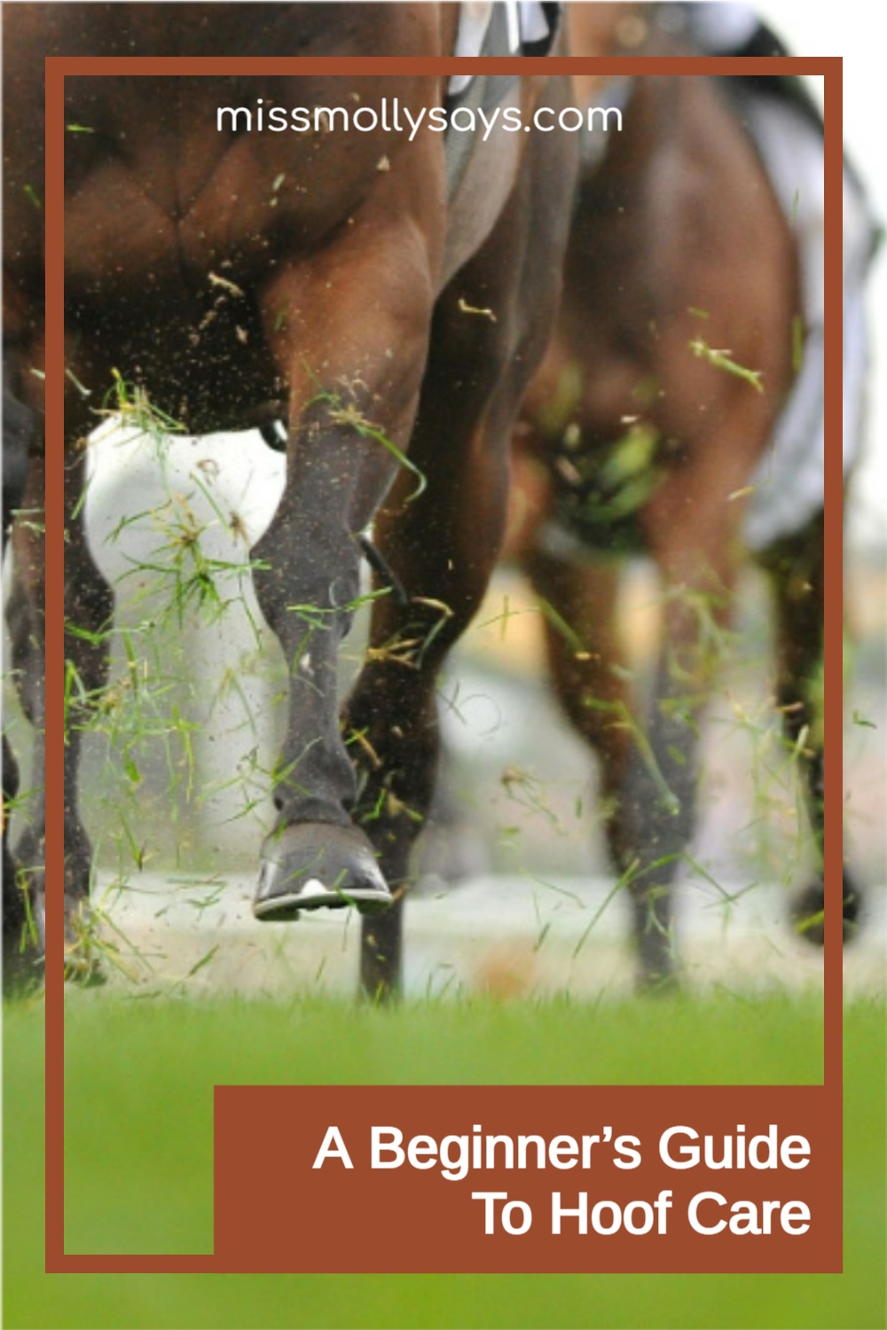 A Beginner’s Guide To Hoof Care Miss Molly Says