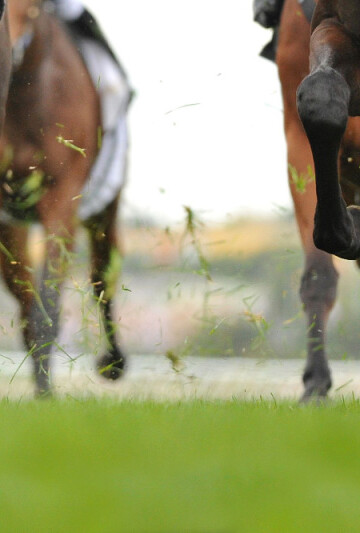 Closeup of horse hooves while running