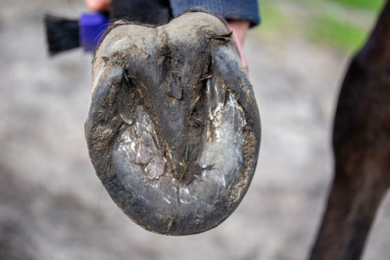 A Beginner’s Guide To Hoof Care Miss Molly Says