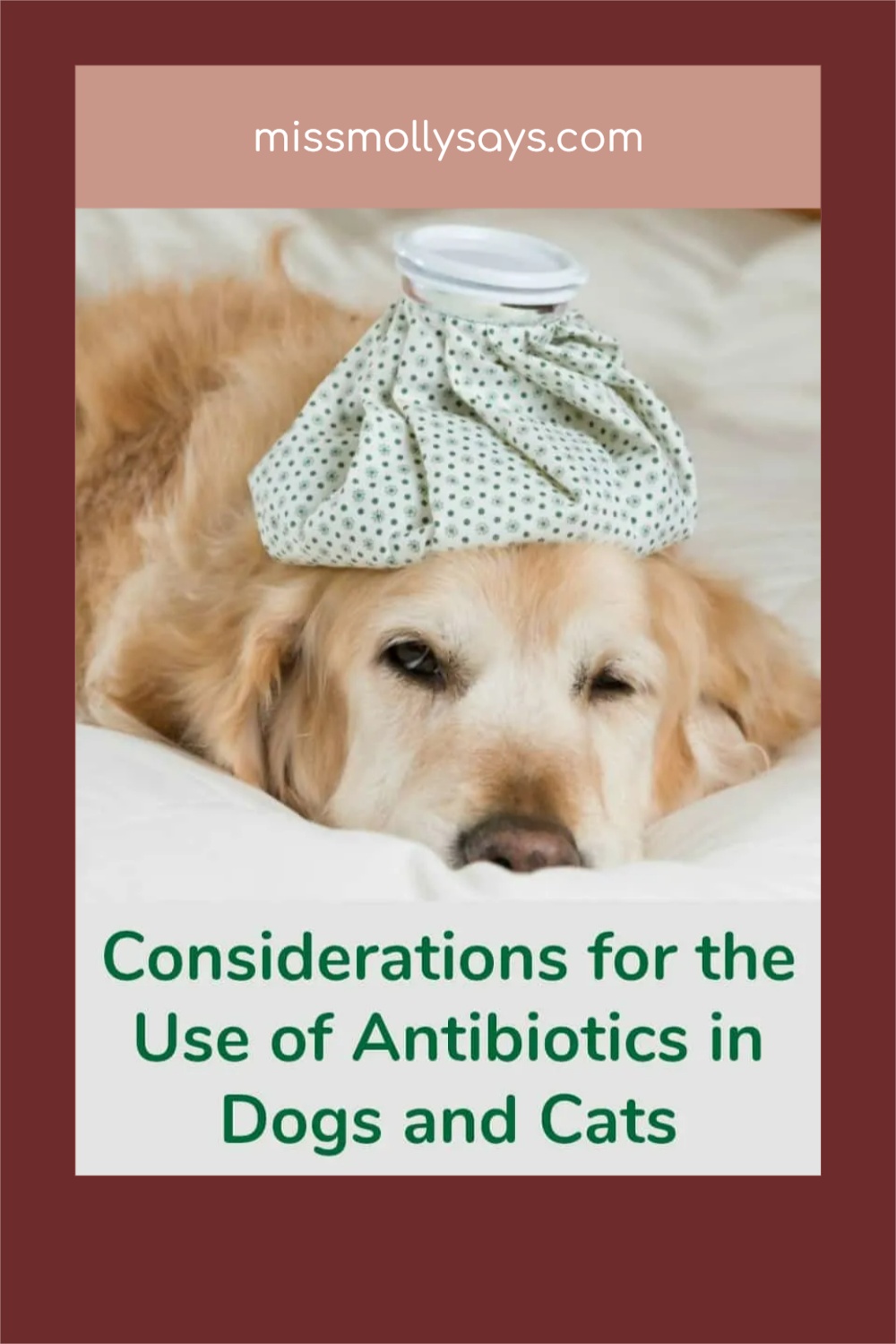 Considerations for the Use of Antibiotics in Dogs and Cats
