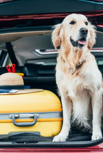Large golden-colored dog in the back of a vehicle with suitcases and hatch up.