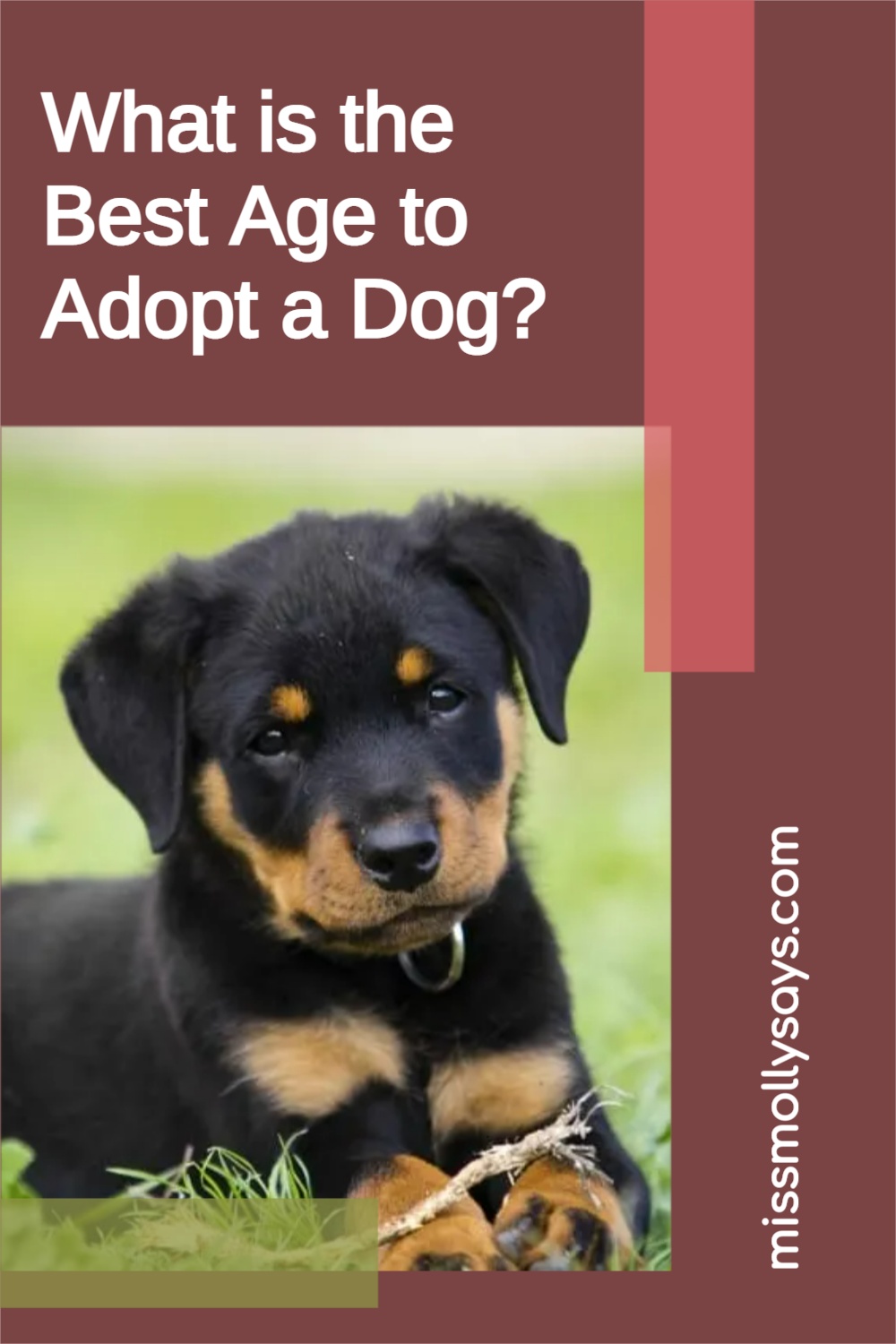 What is the Best Age to Adopt a Dog? Miss Molly Says