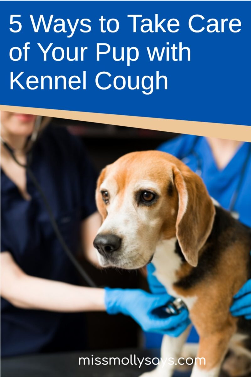 5 Ways to Take Care of Your Pup with Kennel Cough