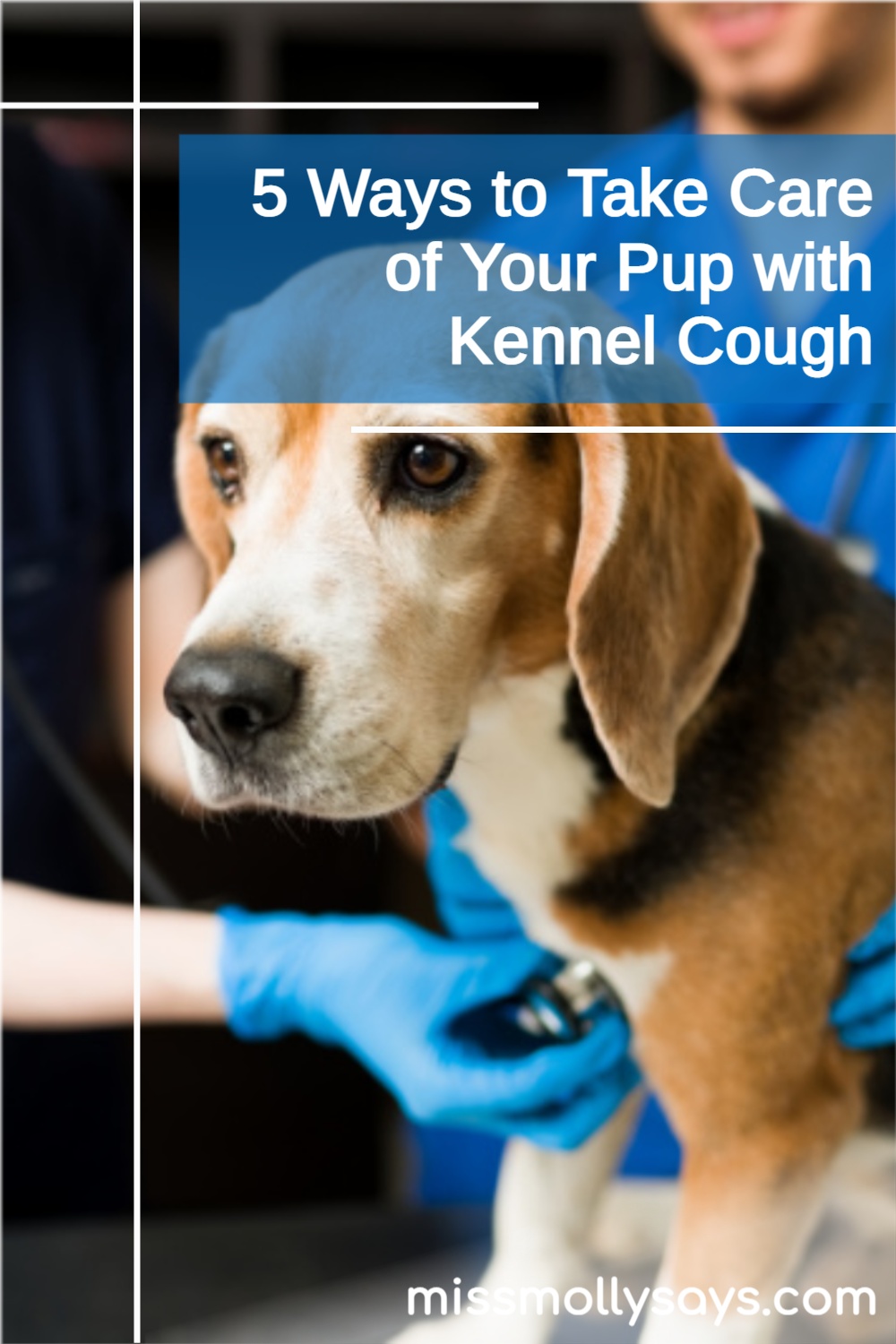 5 Ways to Take Care of Your Pup with Kennel Cough
