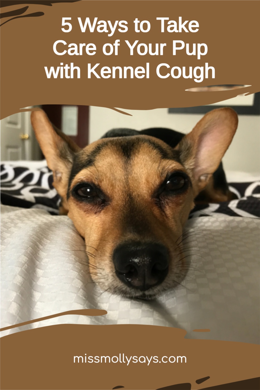 5 Ways to Take Care of Your Pup with Kennel Cough