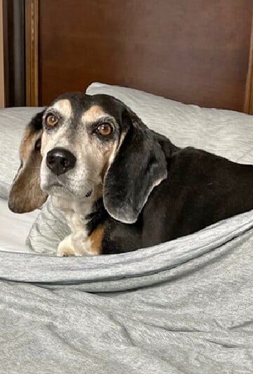 Beagle in bed covered by a Marchpower Arc-Chill Cooling Blanket