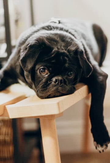Black Pug puppy