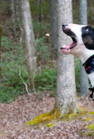 Black and white dog catching a cauliflower dog treat in the air