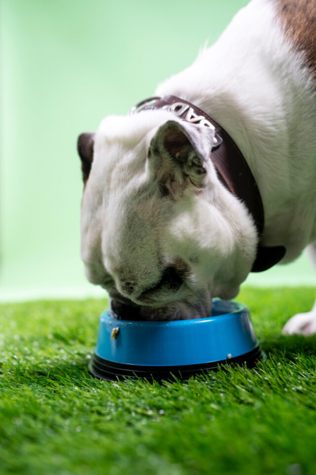 Can Dogs Eat Cauliflower? Everything You Need to Know