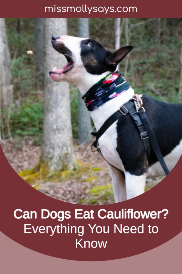 Can Dogs Eat Cauliflower? Everything You Need to Know