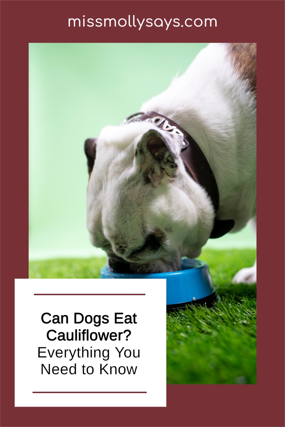 Can Dogs Eat Cauliflower? Everything You Need to Know