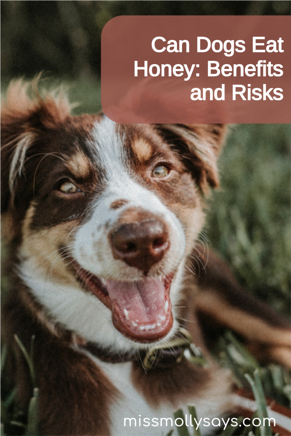 Can Dogs Eat Honey? Benefits and Risks Miss Molly Says