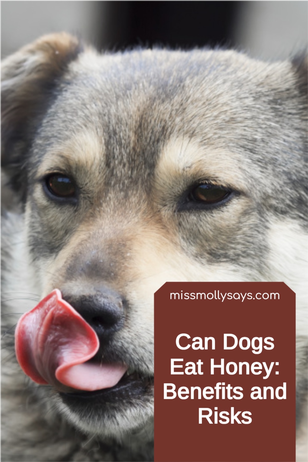 Can Dogs Eat Honey? Benefits and Risks Miss Molly Says