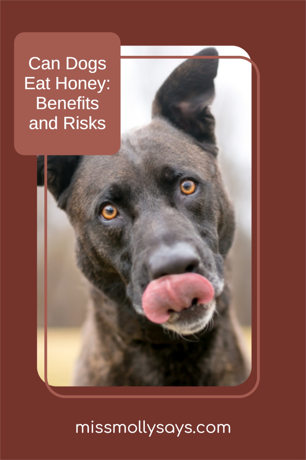 Can Dogs Eat Honey? Benefits and Risks Miss Molly Says