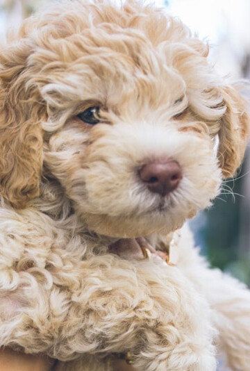 Cavapoo puppy being held up in the air by a woman