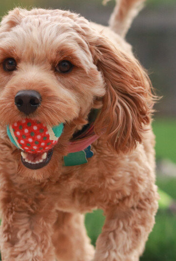 Cavapoo puppy playing with a ball