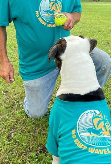 Man with a Pitbull dog wearing Fetch the Sun's No Rough Waves T-shirts in teal playing fetch.