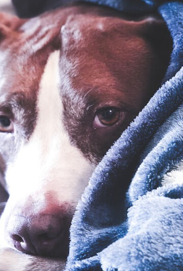 Grieving dog covered in a blue blanket