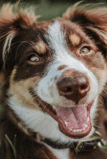 Happy smiling brown and white Australian Shepherd dog