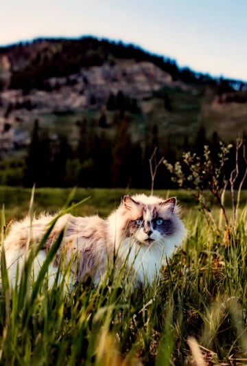 Large cat in a field of grass