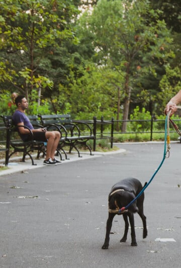 Person walking a dog on a leash.