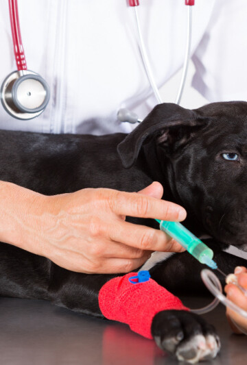 Small black dog with red bandage on leg getting an IV