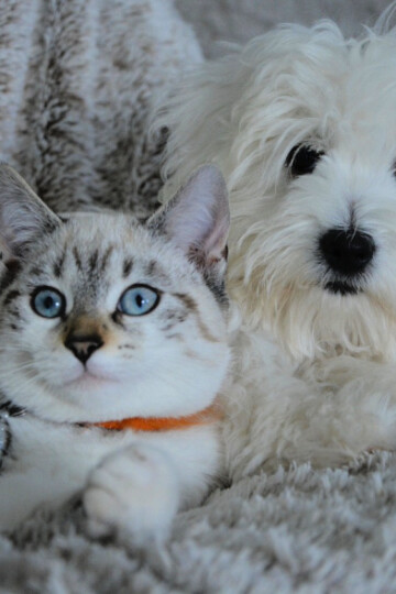Small white dog and cat sitting together on a blanket