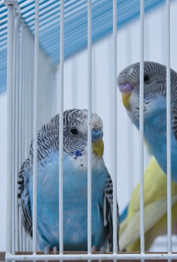 Two blue colored birds and a yellow bird in a cage