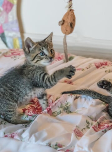 Two gray kittens playing on a bed.