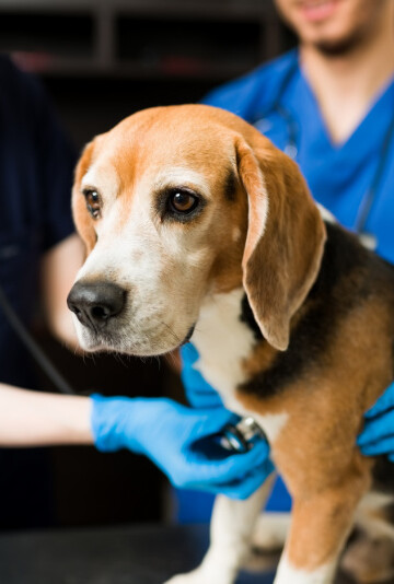 Vet listening to a Beagle's heart with stethoscope.