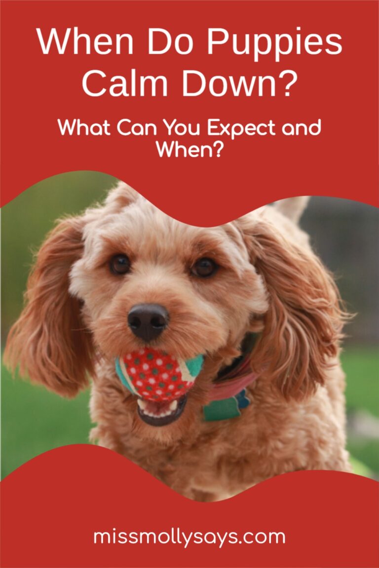 When Do Puppies Calm Down? What Can You Expect and When?