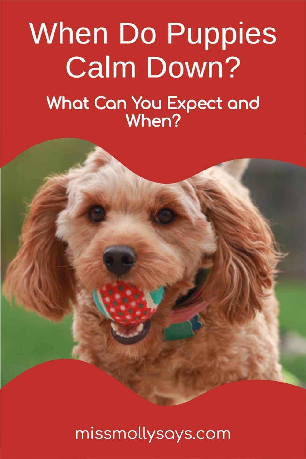 When Do Puppies Calm Down? What Can You Expect and When?