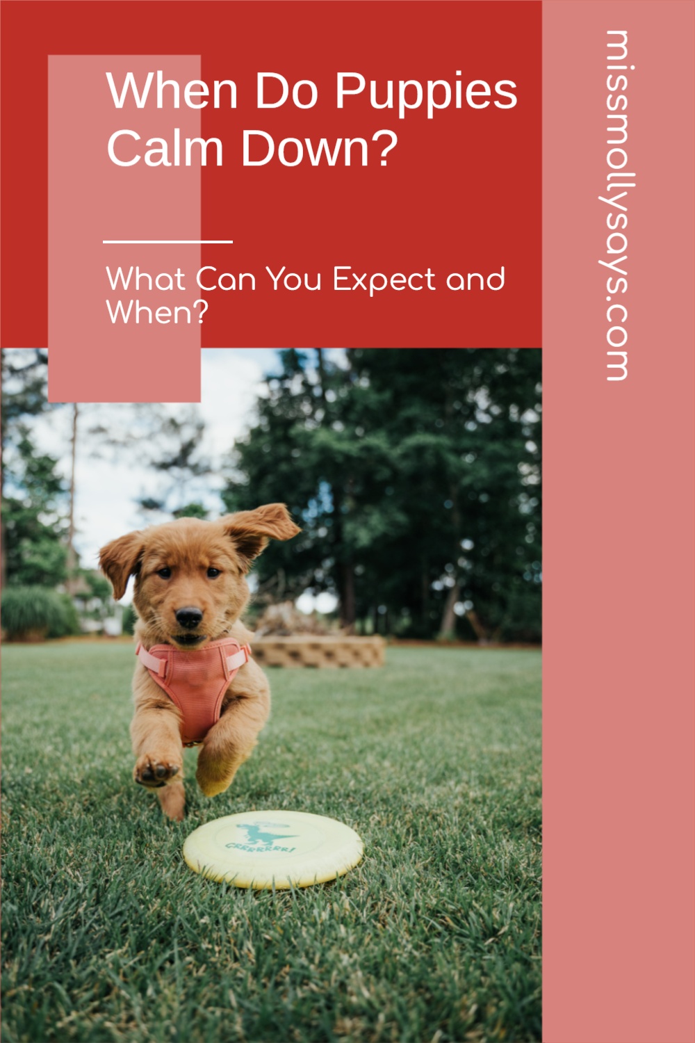 When Do Puppies Calm Down? What Can You Expect and When?