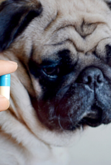 Woman holding a pill with Pug looking on from behind.