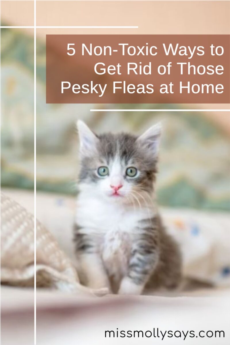 5 NonToxic Ways to Get Rid of Those Pesky Fleas at Home
