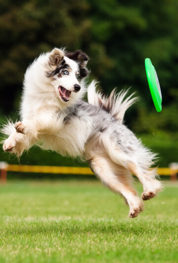 Border collie dog catching frisbee in jump in summer