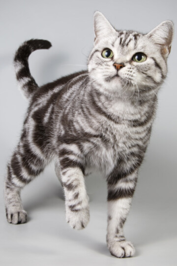 Beautiful gray and white American Shorthair cat