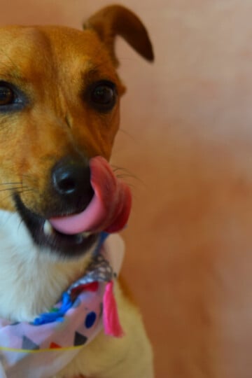 Brown dog wearing a bandana and licking his lips