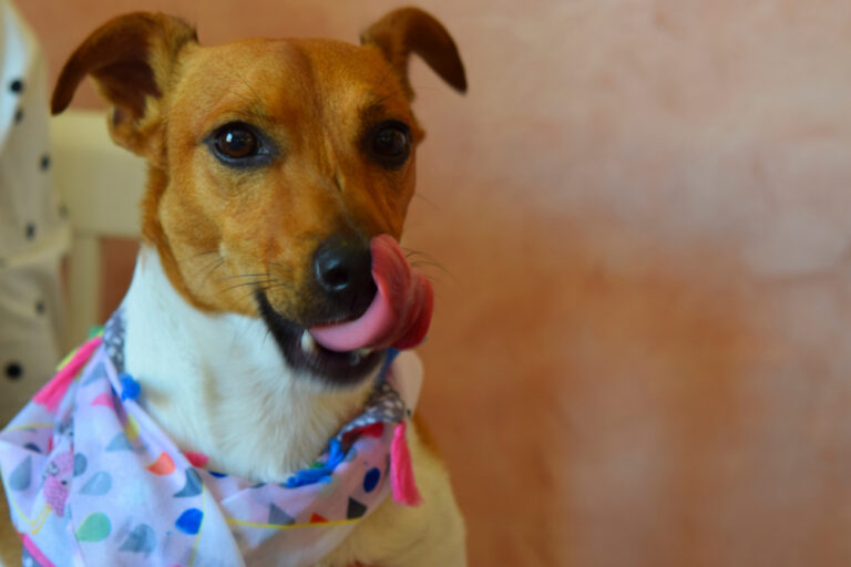 Can Dogs Eat Beets? Find out in this Comprehensive Guide